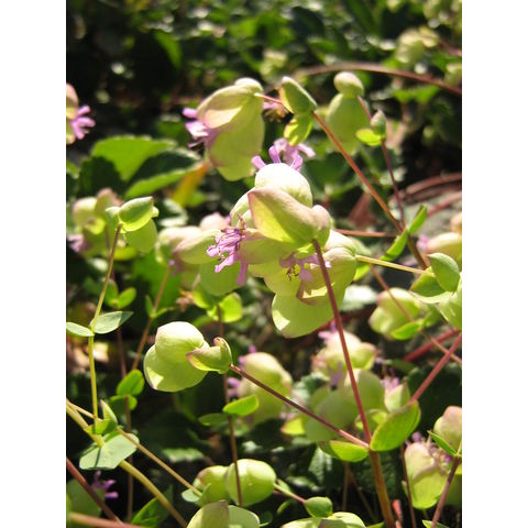 Origanum libanoticum