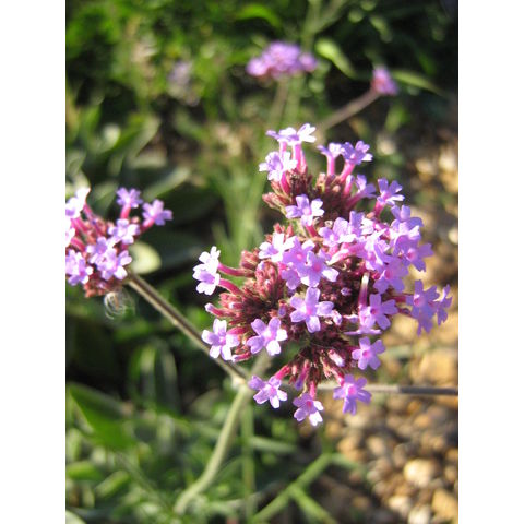 Verbena sp.
