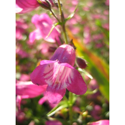Penstemon x mexicale