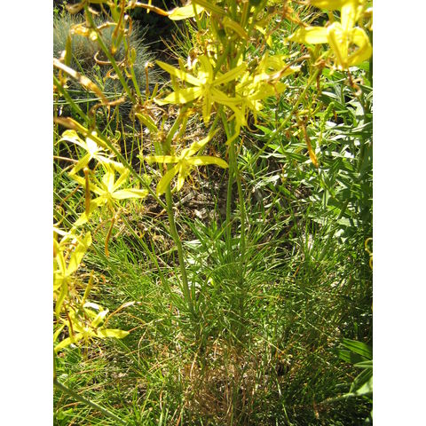 Asphodeline liburnica