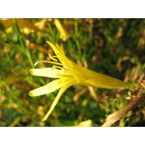 Penstemon pinifolius