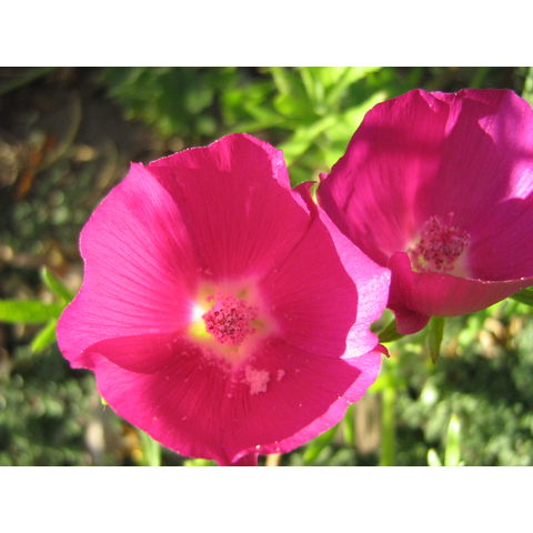 Calirhoe involucrata
