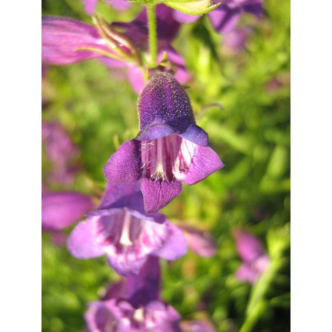Penstemon sp.