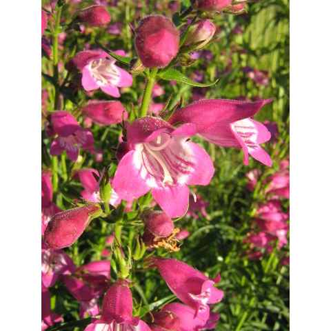 Penstemon x mexicale
