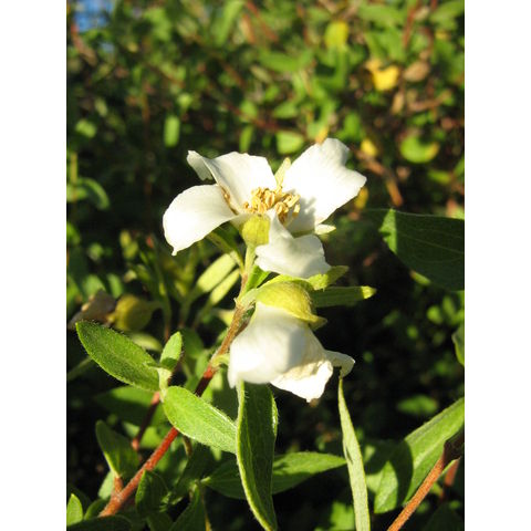 Philadelphus microphyllus