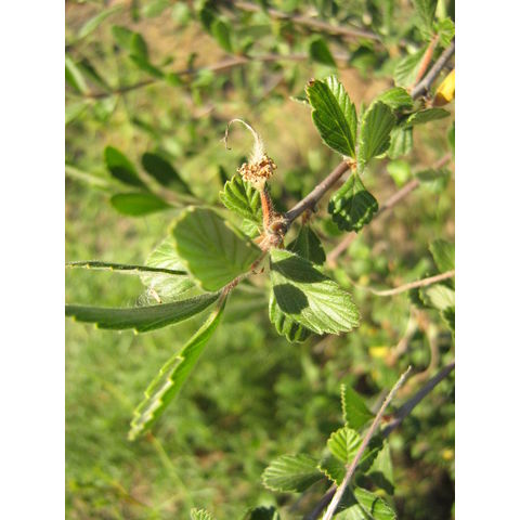 Cercocarpus montanus