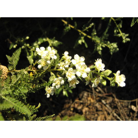 Chamaebatiaria millifolium