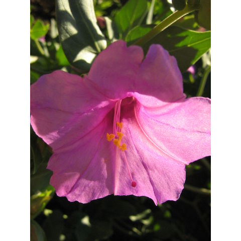 Mirabilis multiflora