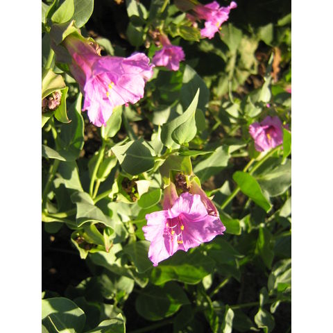 Mirabilis multiflora