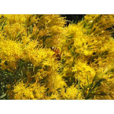 Ericarmeria nauseosus