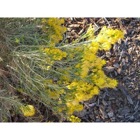 Ericarmeria nauseosus