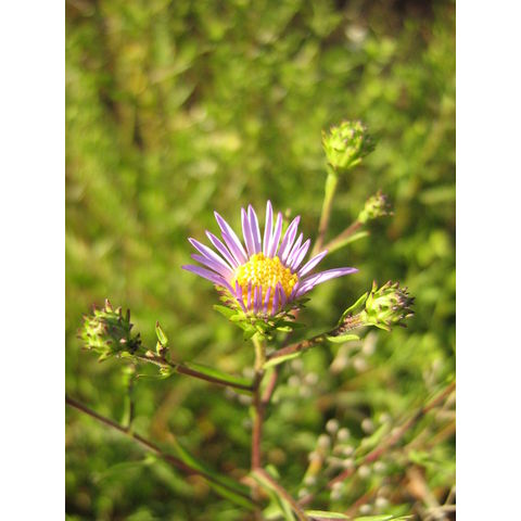 Aster sp.