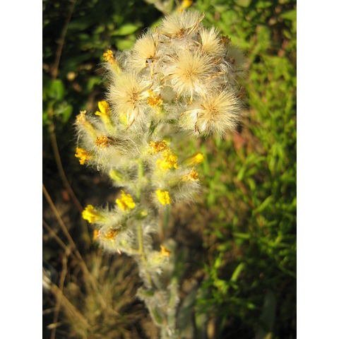 Hieracium albertinum