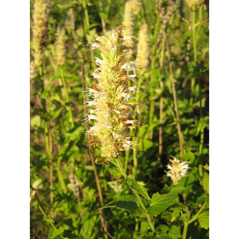 Agastache urticifolia