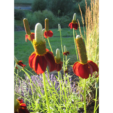 Ratibida columnifera