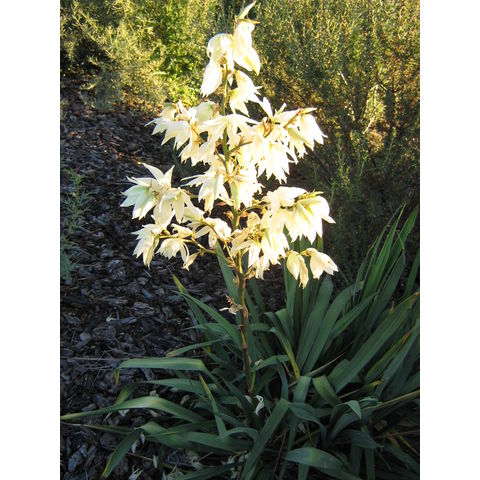 Yucca filamentosa