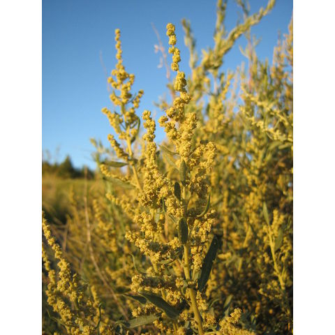 Atriplex canescens