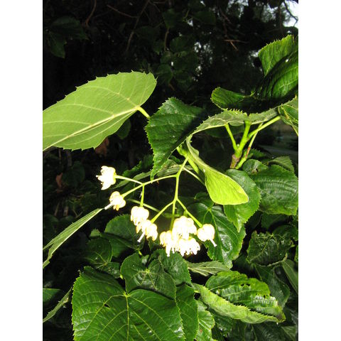 Tilia americana
