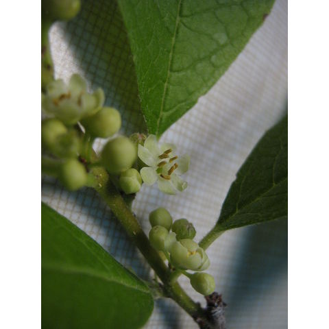 Ilex verticillatum