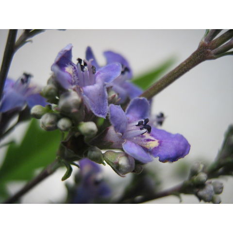 Vitex agnus-castus