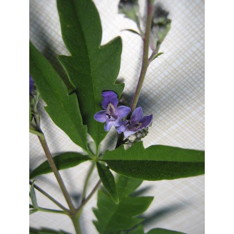 Vitex agnus-castus