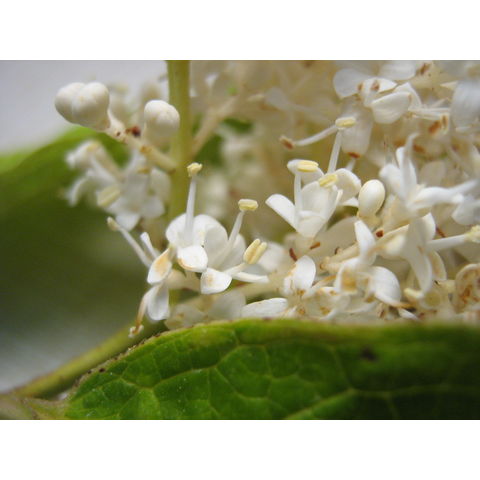 Syringa reticulata