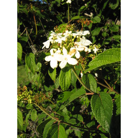Viburnum plicatum