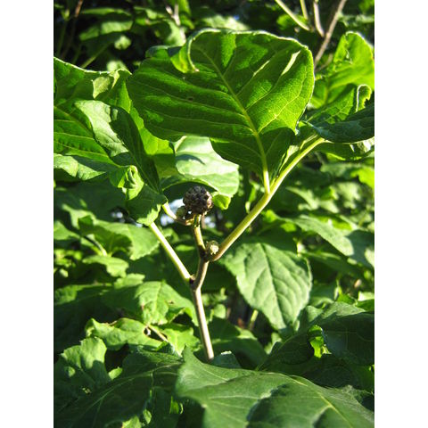 Eleutherococcus sieboldianus