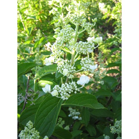 Hydrangea paniculata