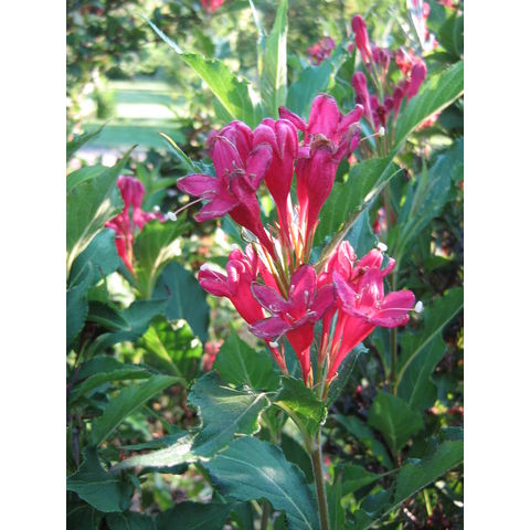 Weigela florida