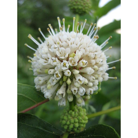 Cephalanthus occidentalis