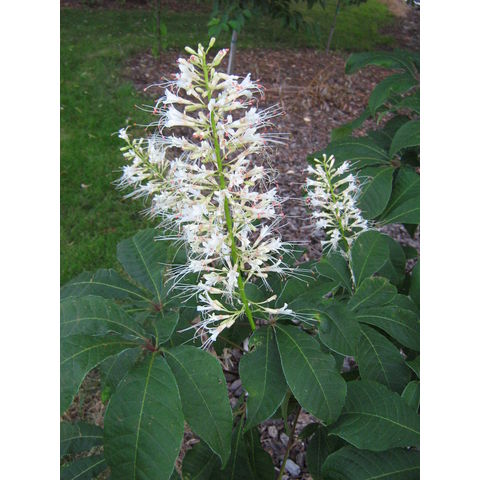 Aesculus parviflora