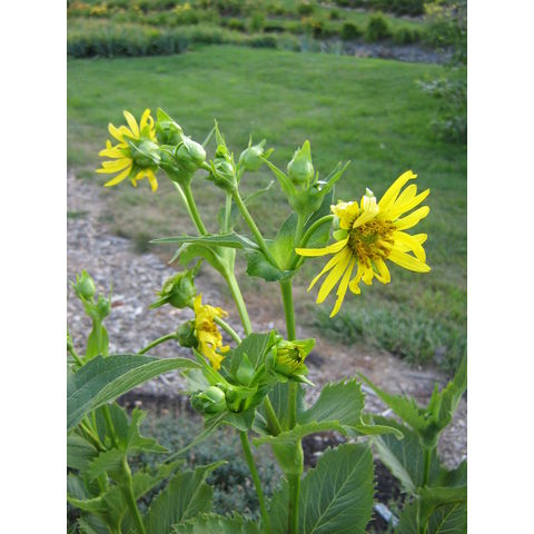 Silphium perfoliatum