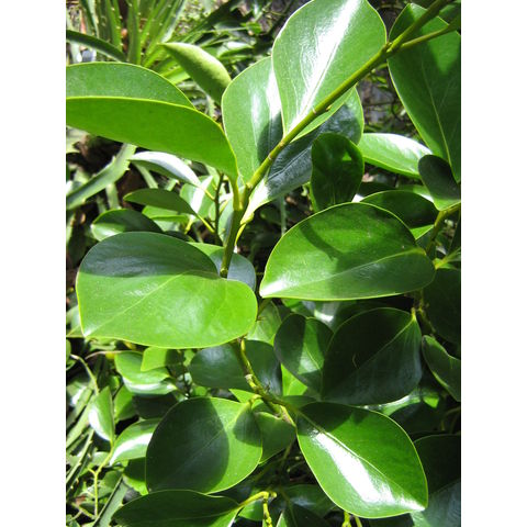 Griselinia littoralis