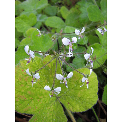Pelargonium sp.