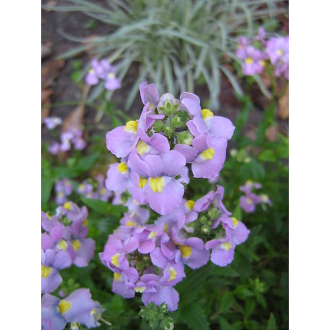 Nemesia sp.