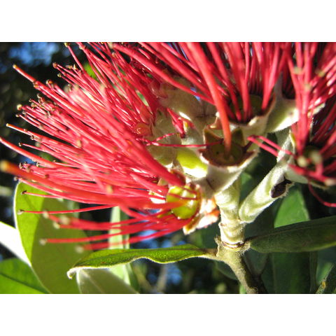 Metrosideros excelsa