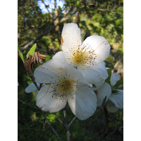 Eucryphia x nymanensis