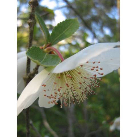 Eucryphia x nymanensis