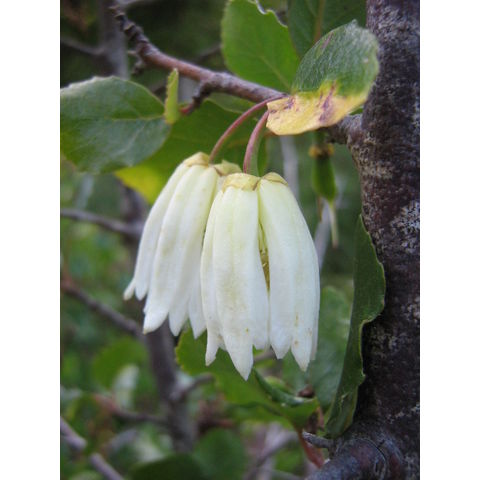 Crinodendron patagua