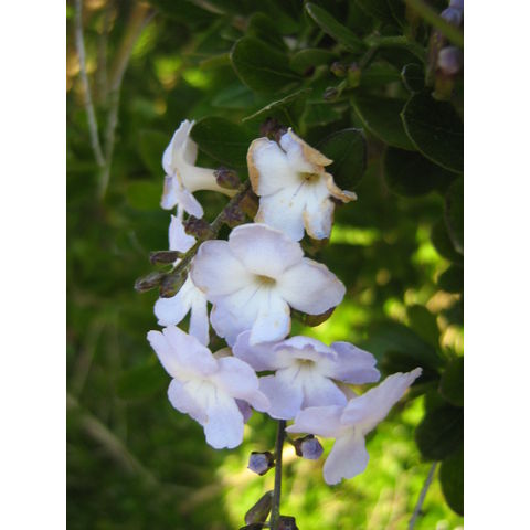 Duranta repens