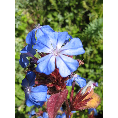 Ceratostigma willmottianum