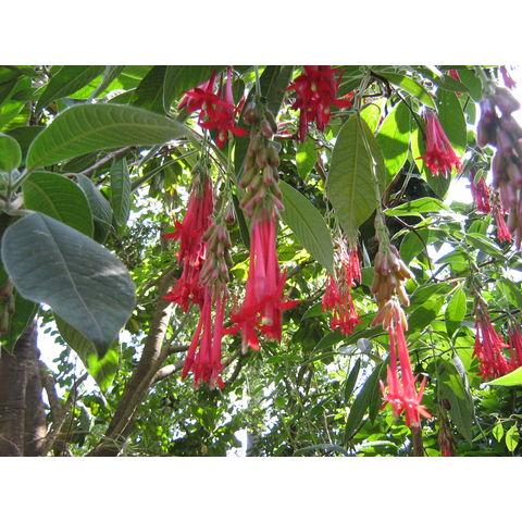Fuchsia boliviana
