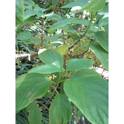 Lozanella enantiophylla