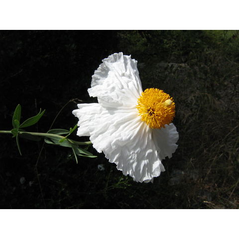 Romneya coulteri