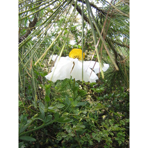 Romneya coulteri