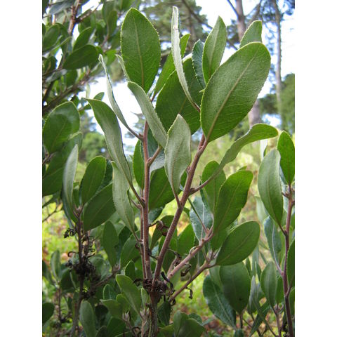 Comarostaphylos diversifolia