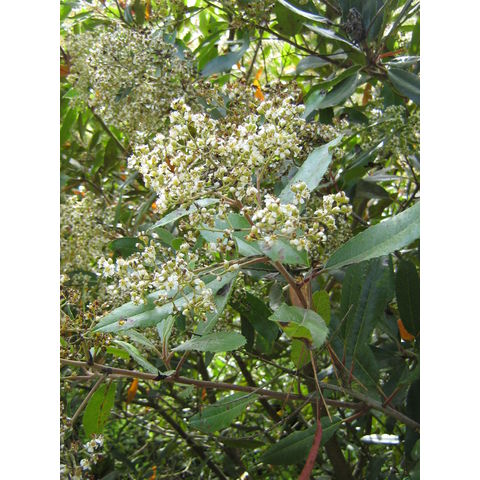 Heteromeles arbutifolia