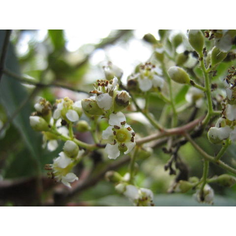 Heteromeles arbutifolia