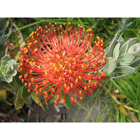 Leucospermum cordifolium